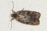 Agonopterix purpurea