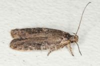 Agonopterix purpurea