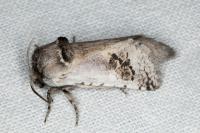 Parahypopta caestrum