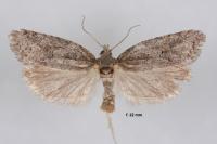 Eana clercana