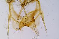 Eana clercana