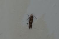 Mompha subbistrigella