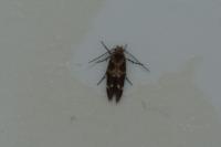 Mompha subbistrigella