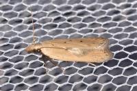 Nothris verbascella