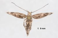 Sattleria pyrenaica