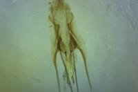 Sattleria pyrenaica