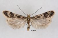Sattleria taurandi