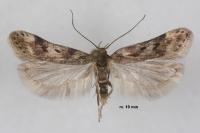 Sattleria taurandi