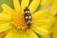Scythris scopolella