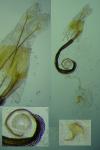 Coleophora acrisella