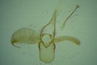 Phyllonorycter insignitella