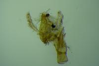 Aproaerema patruella