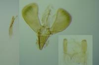 Caloptilia alchimiella