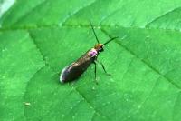 Micropterix calthella