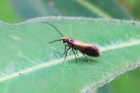 Micropterix calthella