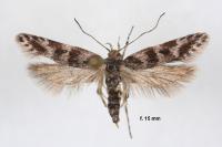 Prolita sexpunctella