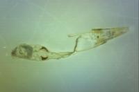 Prolita sexpunctella
