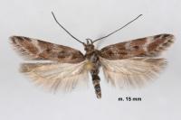 Prolita sexpunctella