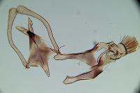 Prolita sexpunctella