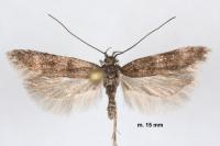 Prolita sexpunctella