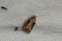 Scrobipalpa costella
