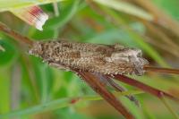 Pelochrista caecimaculana
