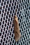 Eriocottis paradoxella