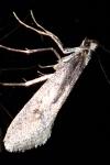 Eriocottis paradoxella