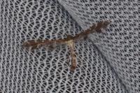 Capperia celeusi
