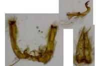 Capperia celeusi
