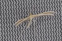 Merrifieldia spicidactyla