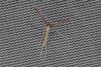 Agdistis heydenii