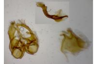 Agdistis heydenii