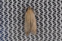 Stomopteryx remissella