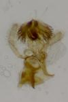 Stomopteryx remissella