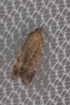 Stomopteryx remissella