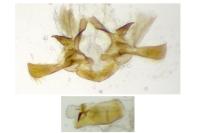 Metzneria intestinella