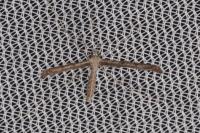 Agdistis adactyla