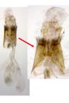 Agdistis adactyla