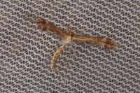 Oxyptilus propedistans