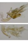 Oxyptilus propedistans