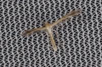 Stangeia siceliota