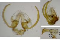 Stangeia siceliota