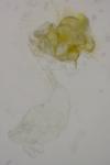 Mondeguina atlanticella