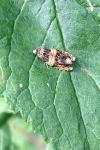 Celypha aurofasciana