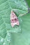 Celypha lacunana