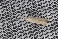Coleophora adspersella