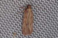 Depressaria daucella