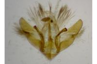 Depressaria daucella