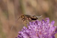 Nemophora metallica